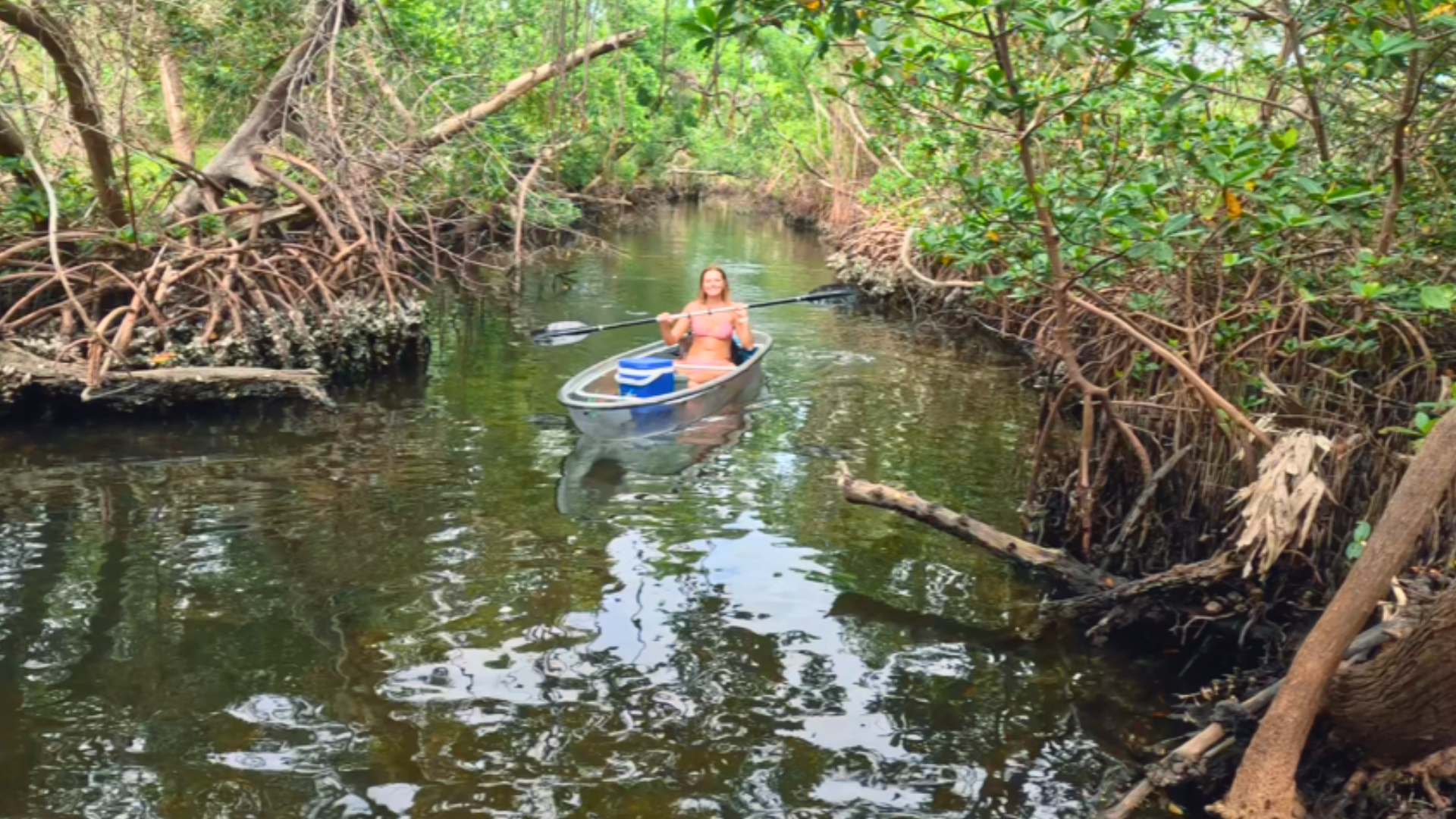 A person paddling a clear kayak through a narrow mangrove creek in West Florida, surrounded by dense green foliage and exposed mangrove roots, with a cooler inside the kayak.