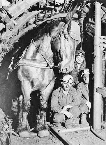 Pit pony and miners at entrance of mine shaft, 1950's.
