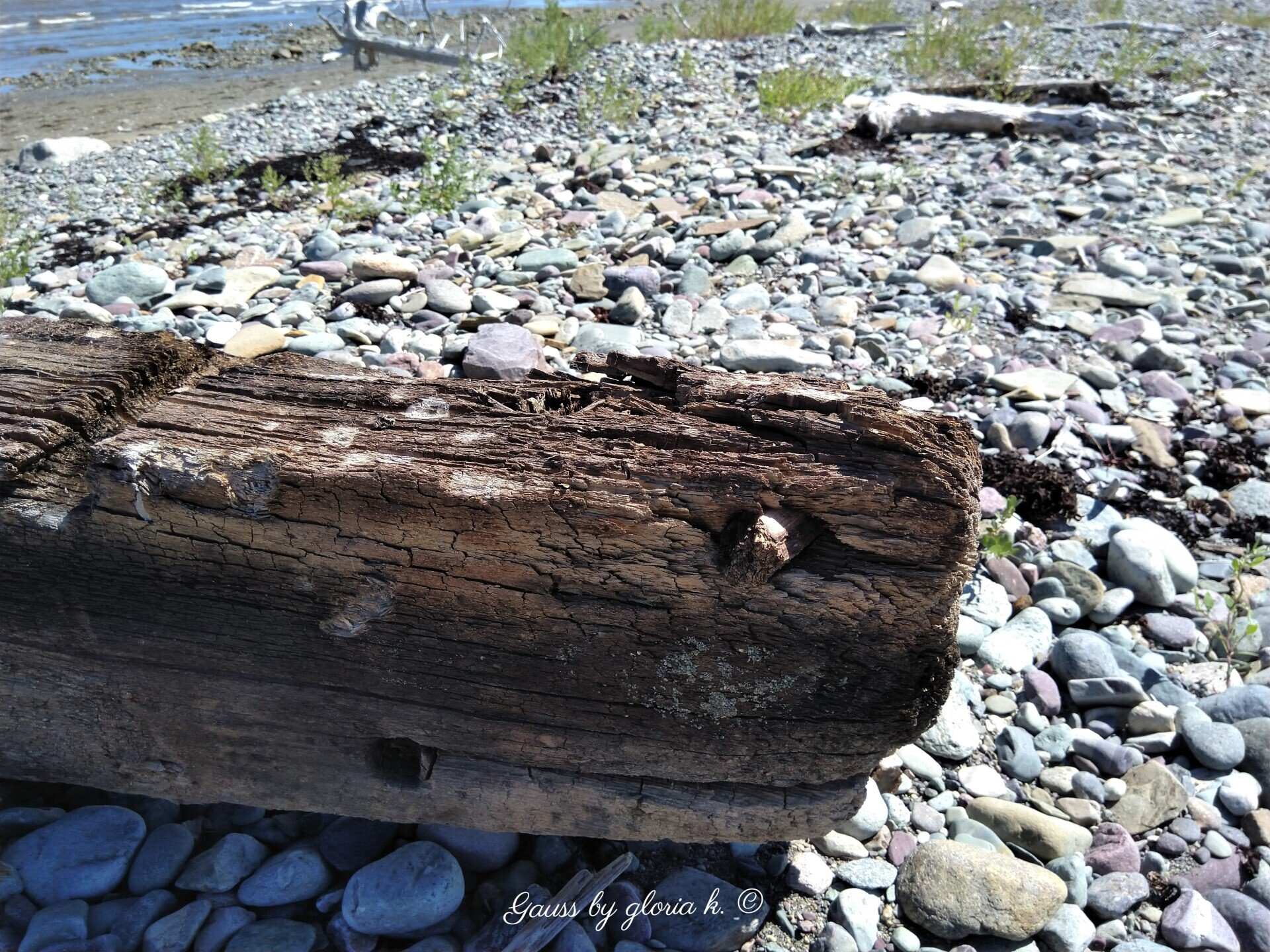 Large driftwood on shore looks like shark head.