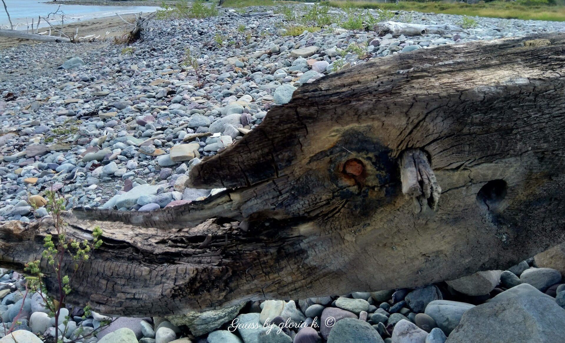 Driftwood on rocky shore looks like rhinoceros head.