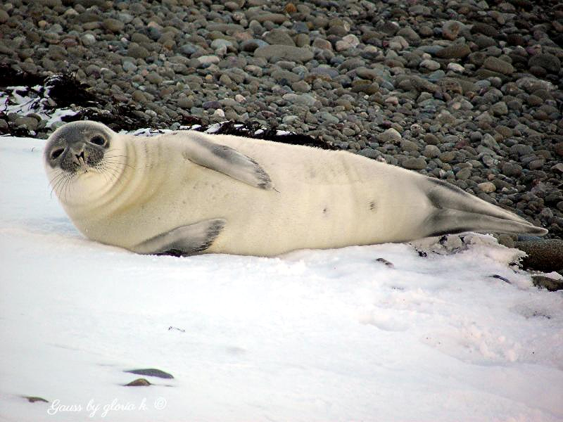Atlantic harbor seal on shore, close up