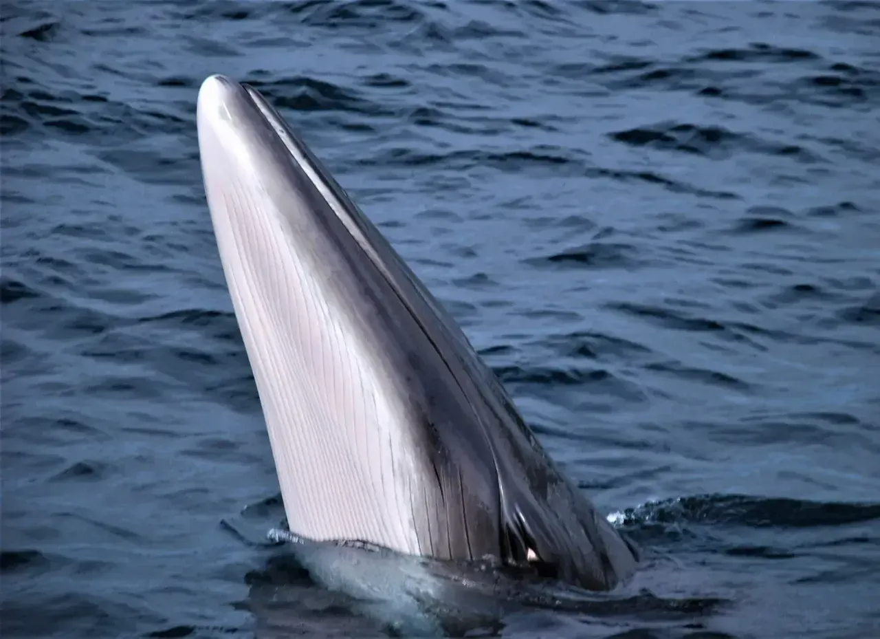 Atlantic minke whale