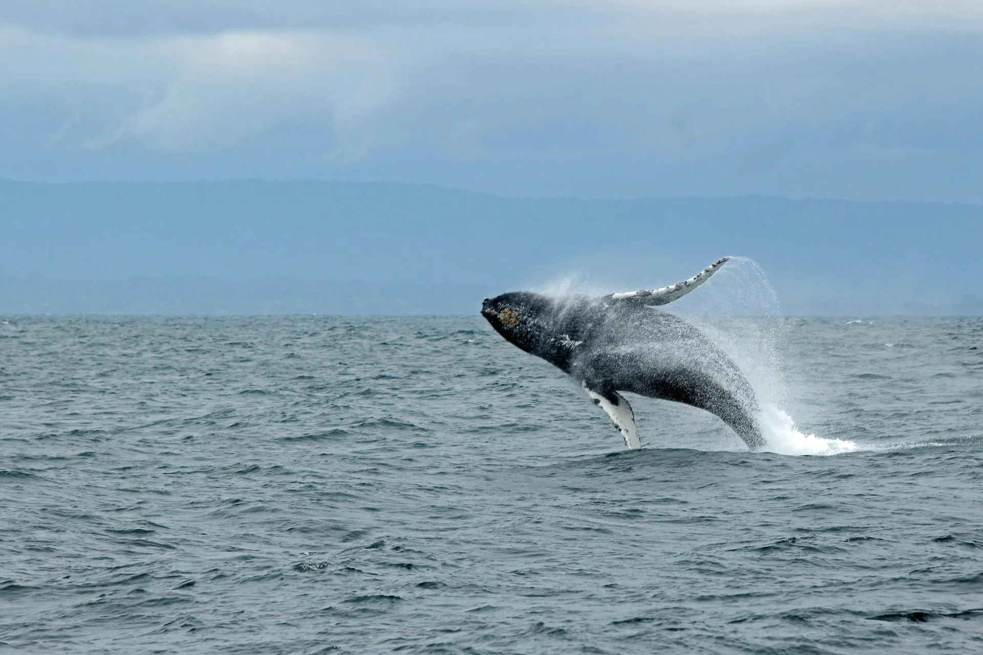 Humpback whale jumping from ocean