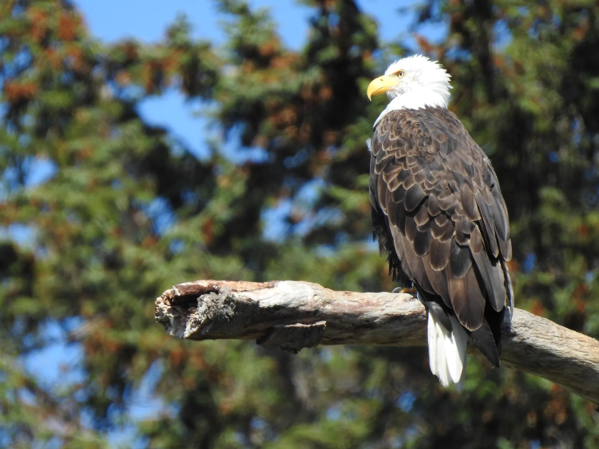 Atlantic bald eagle, close up