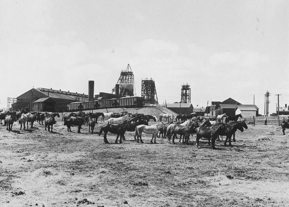 Cape Breton pit ponies on annual vacation, outside on grass.