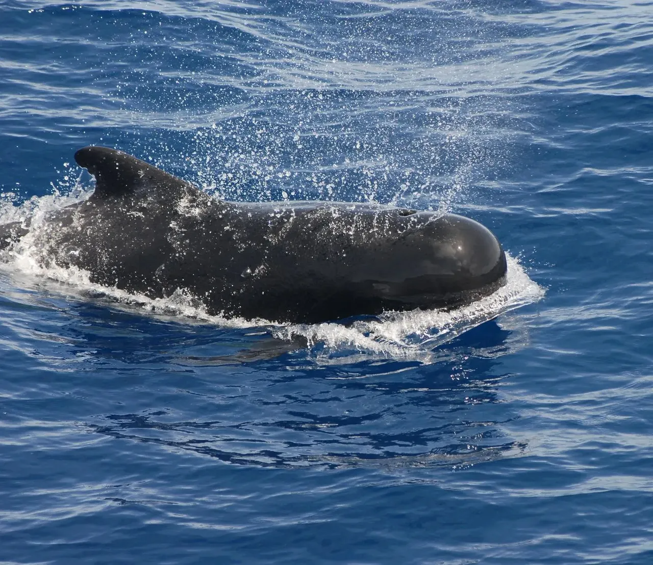 Atlantic pilot whale