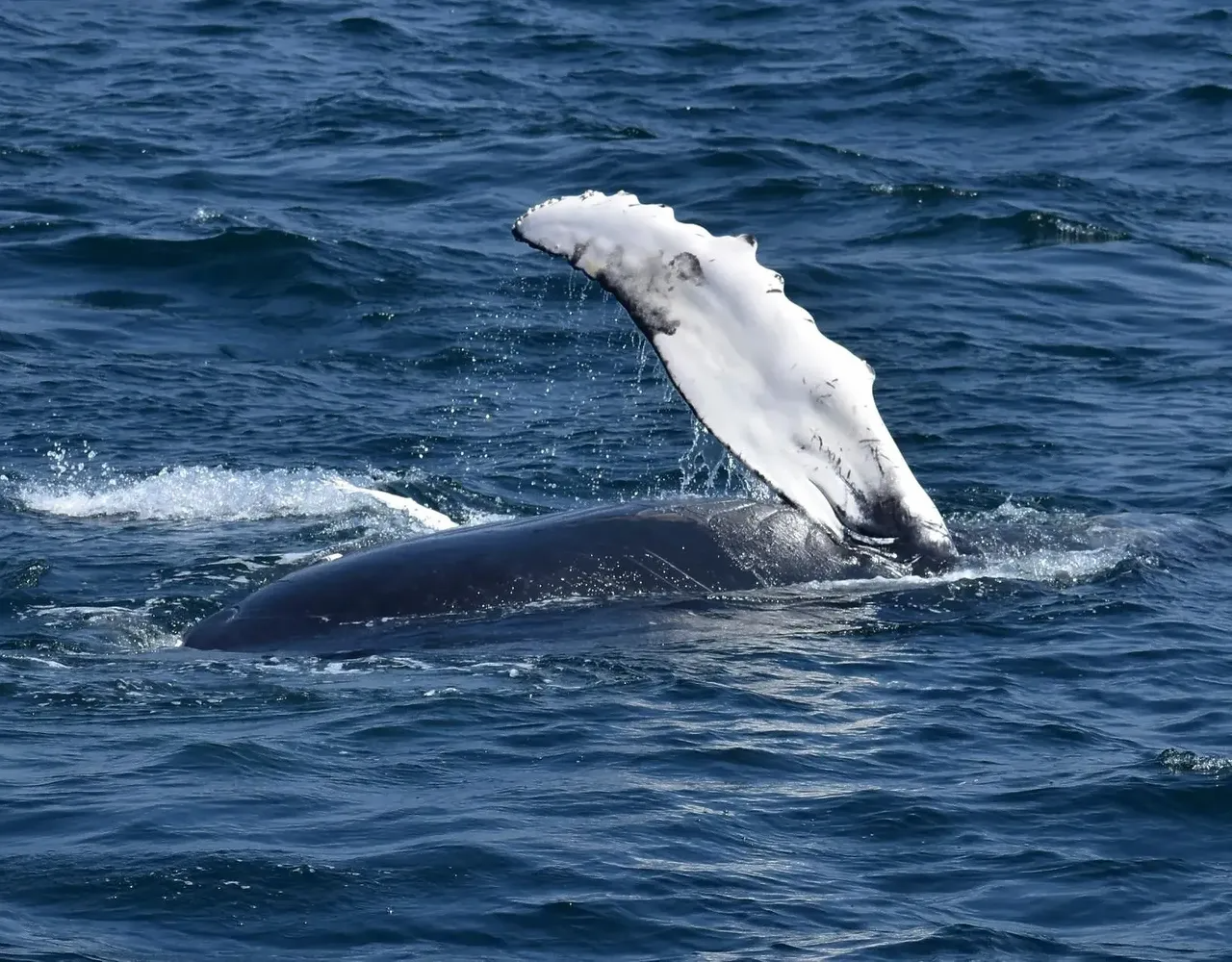 Atlantic finback whale