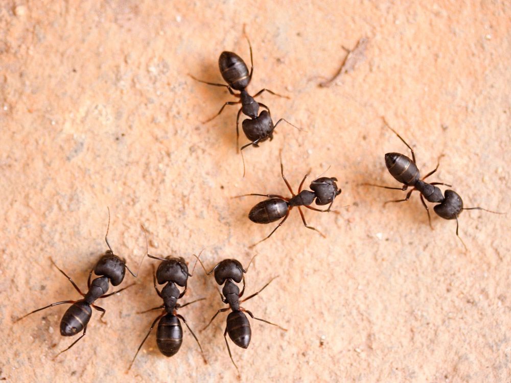 Carpenter ants on a beige background. 