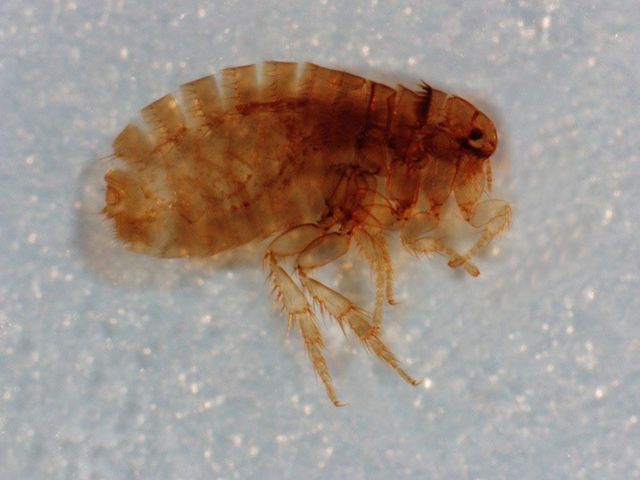 Fleas, Springtails and Slow Fleas