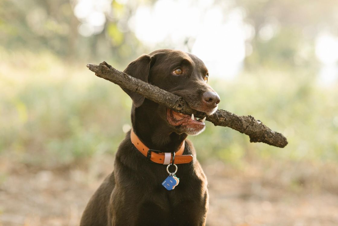 Chocolate lab holding stick in mouth