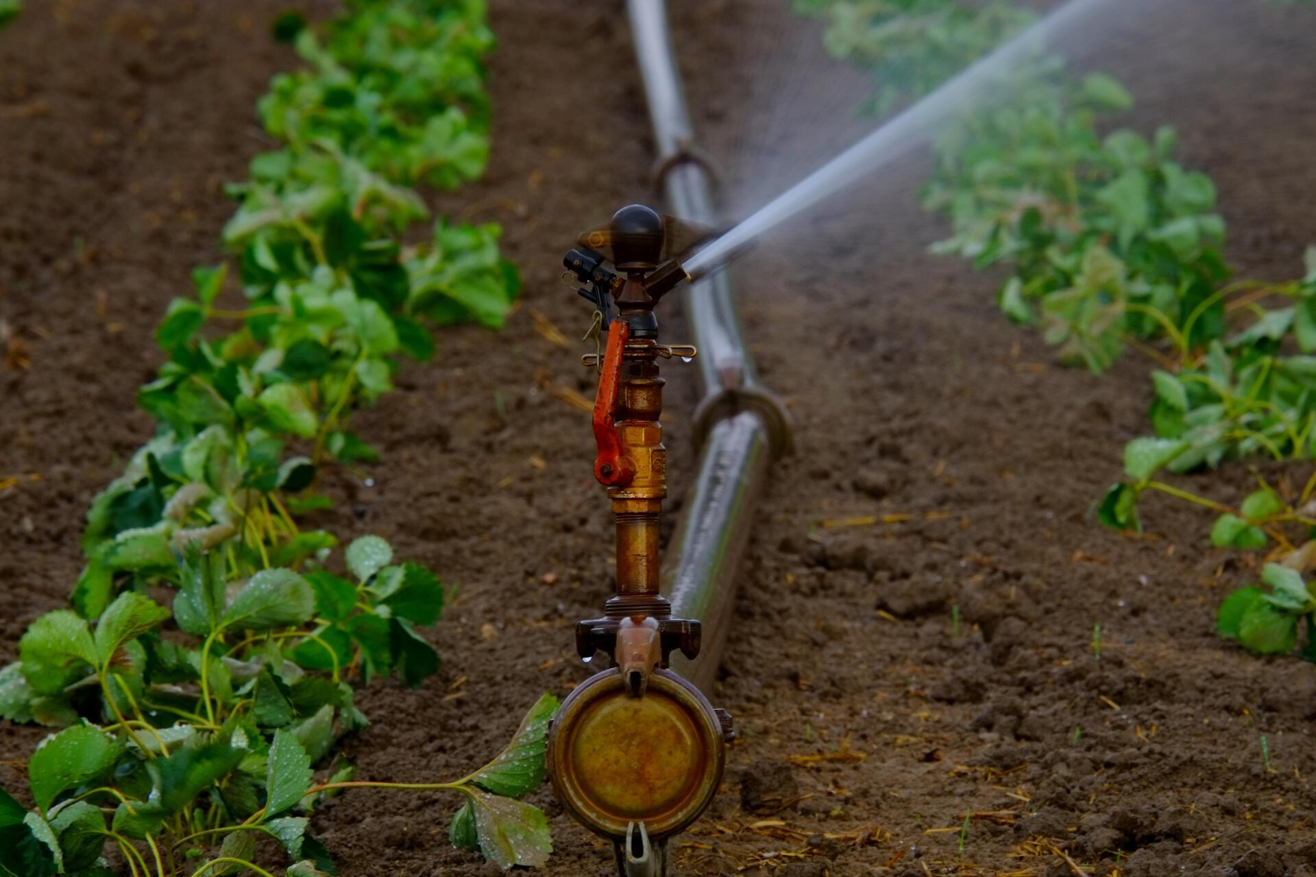 Irrigation dans un potager