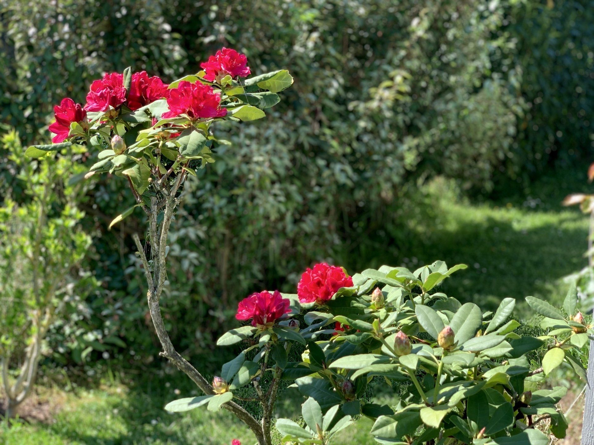 Rhododendrons en pleine terre