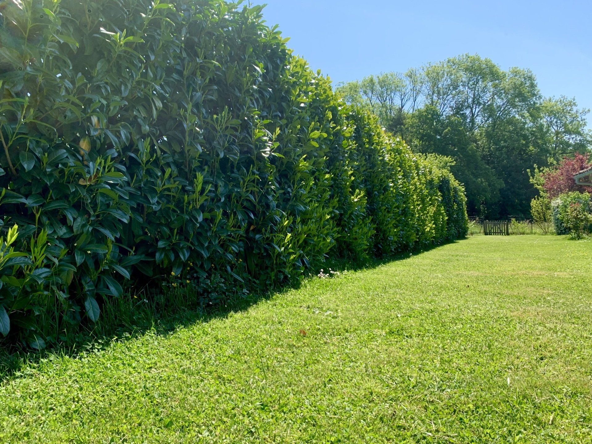 Jardin tondu avec haie de laurelles