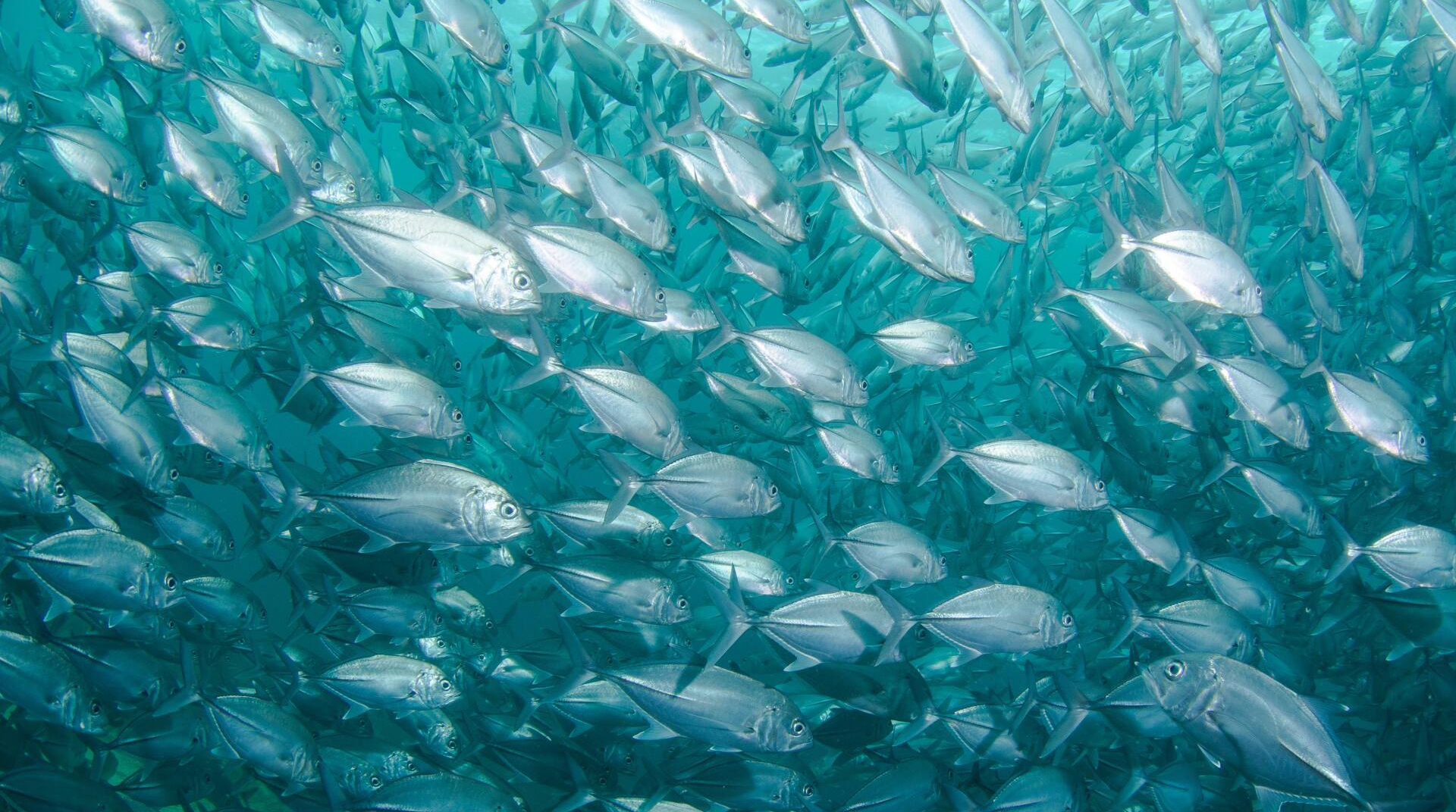 Banc de poissons