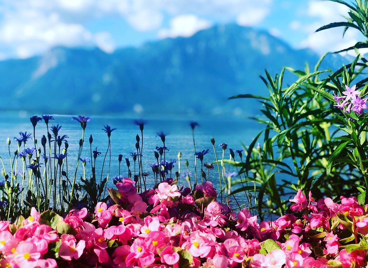 Massif fleuri et vue sur le lac