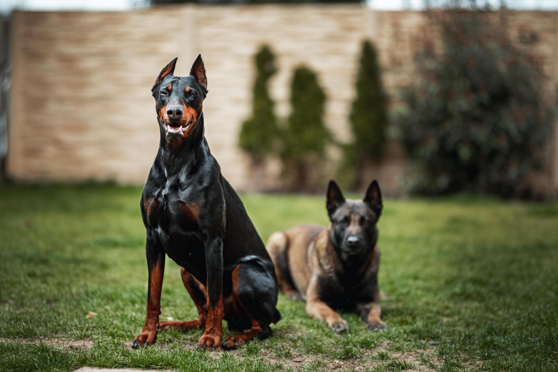 Chiens de garde