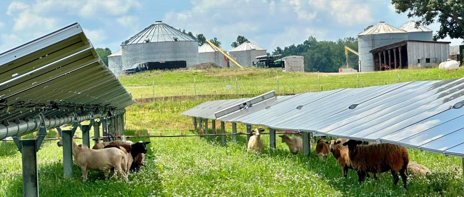 Sheep graze on a green field under solar panels with farm buildings in the background.