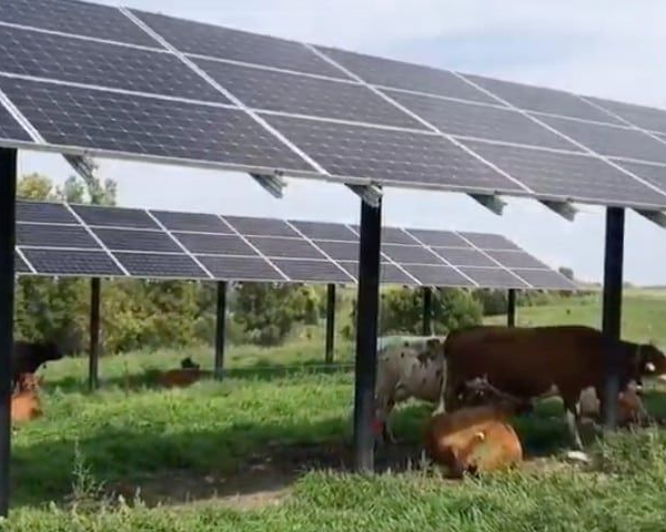 Cows graze under solar panels in a grassy field.