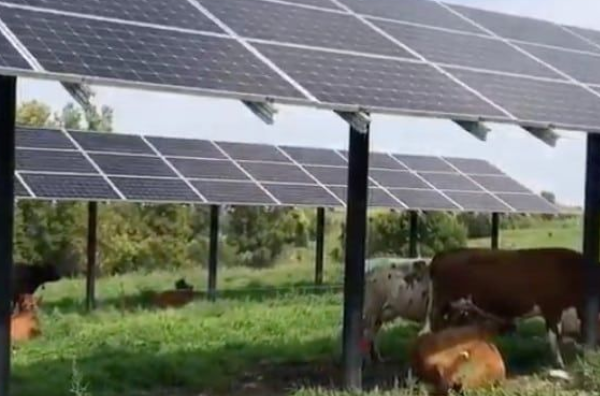 Cows grazing in a grassy field beneath solar panels on a sunny day.
