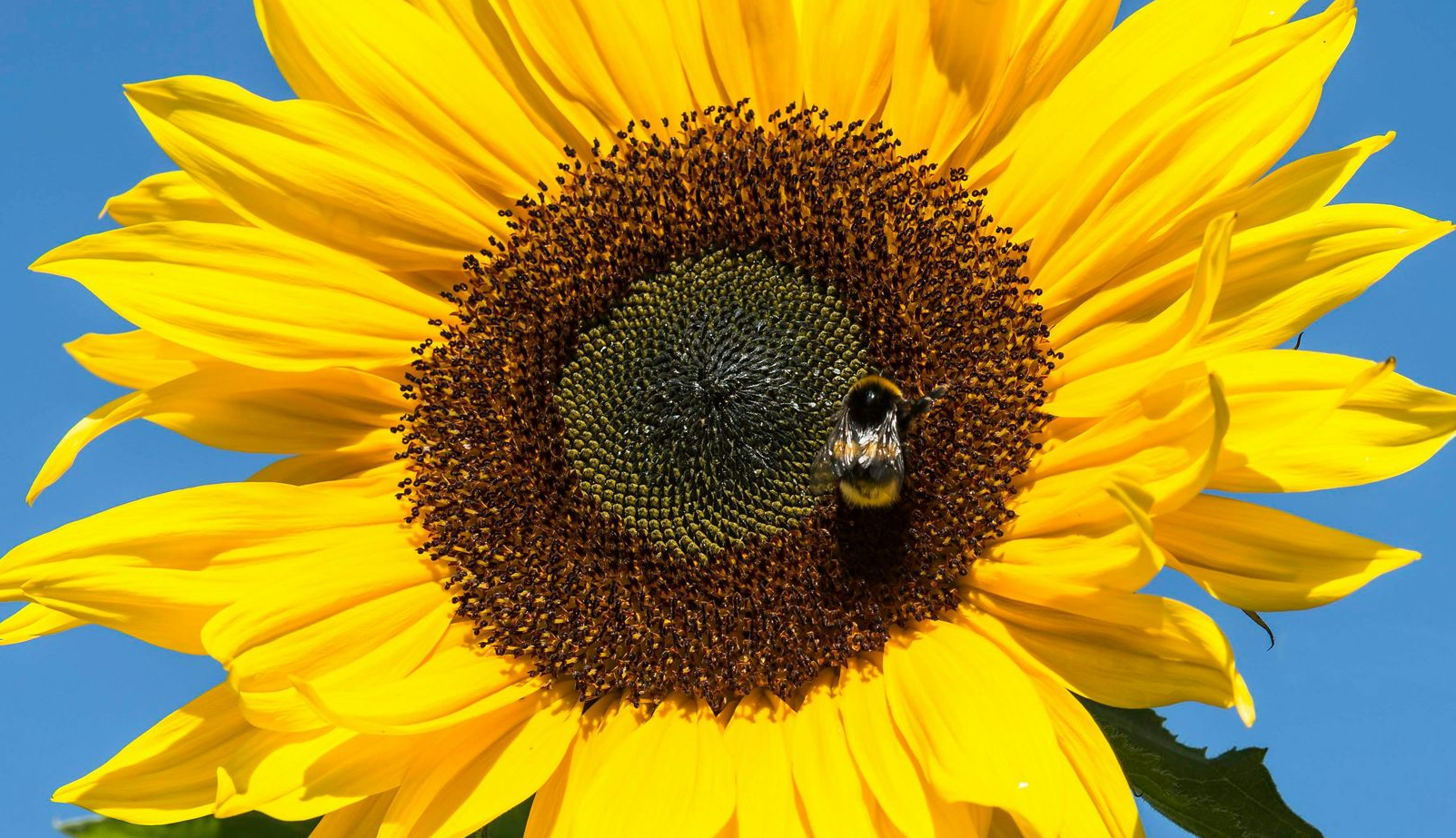 Sunflower with yellow petals and brown center, bumblebee foraging.