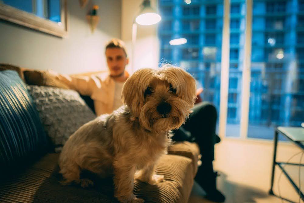 A man and his dog sitting on a couch in an apartment with tinted windows in the background