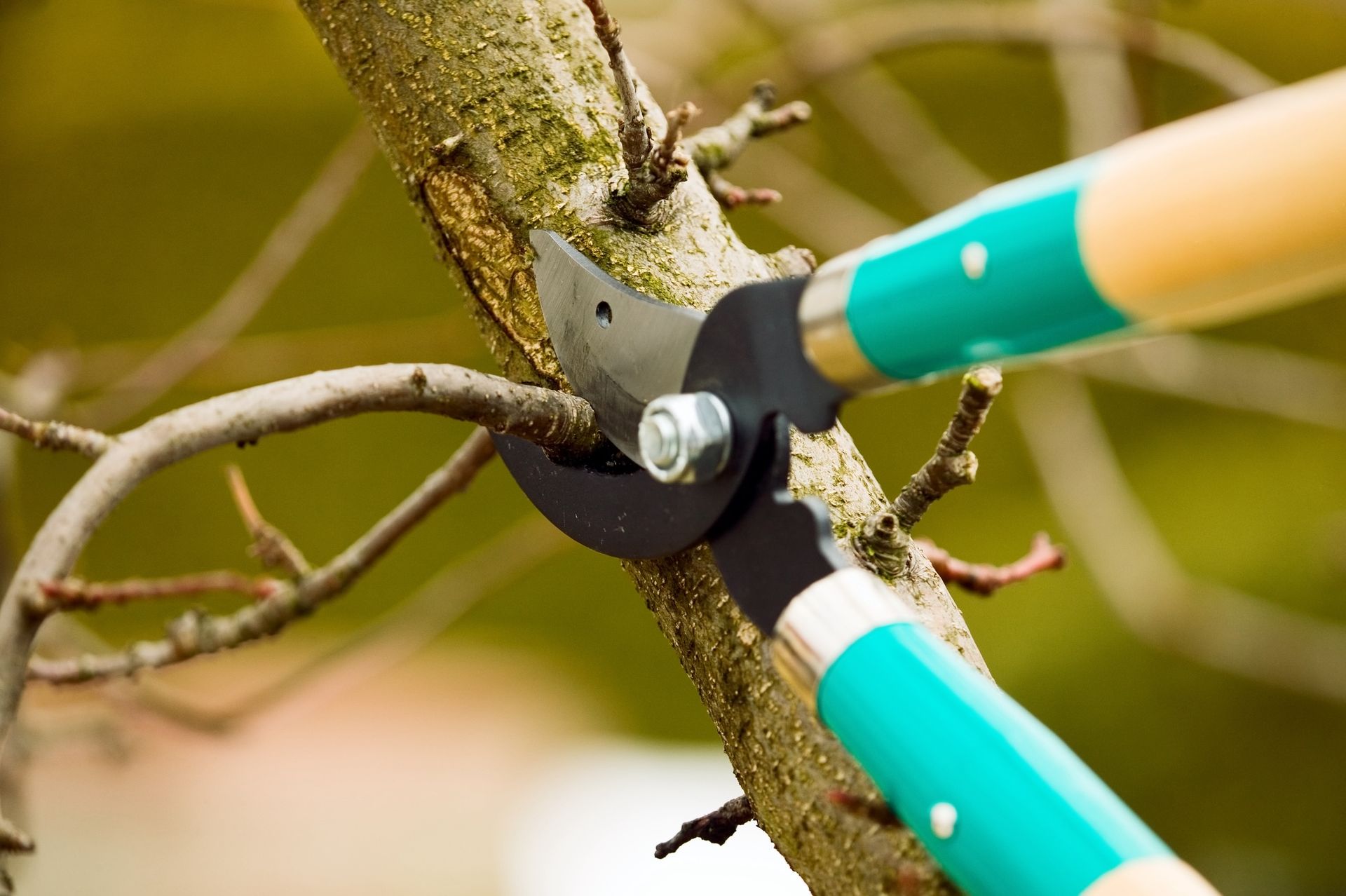 Trimming tree services