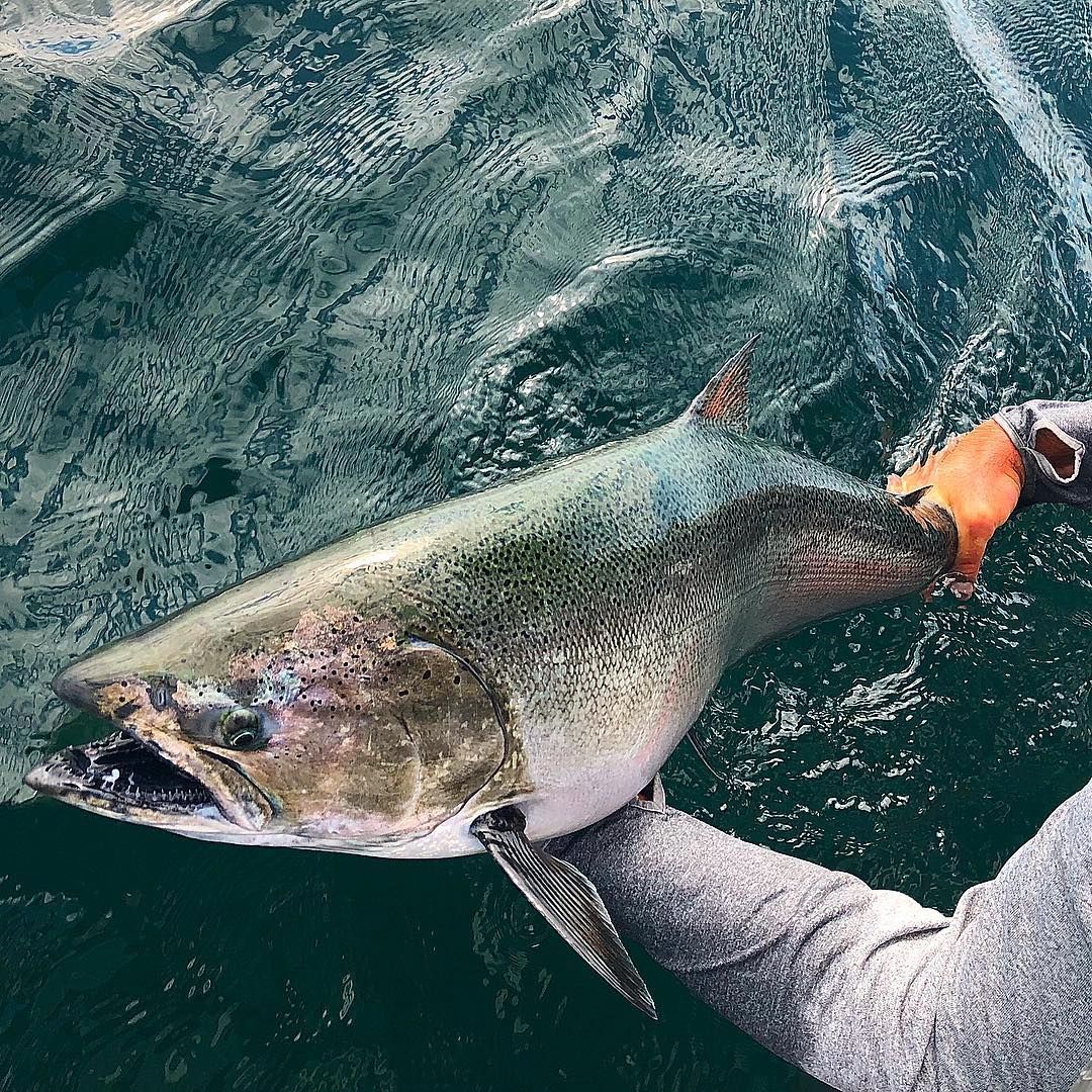 A person is holding a large fish in their hand in the water.