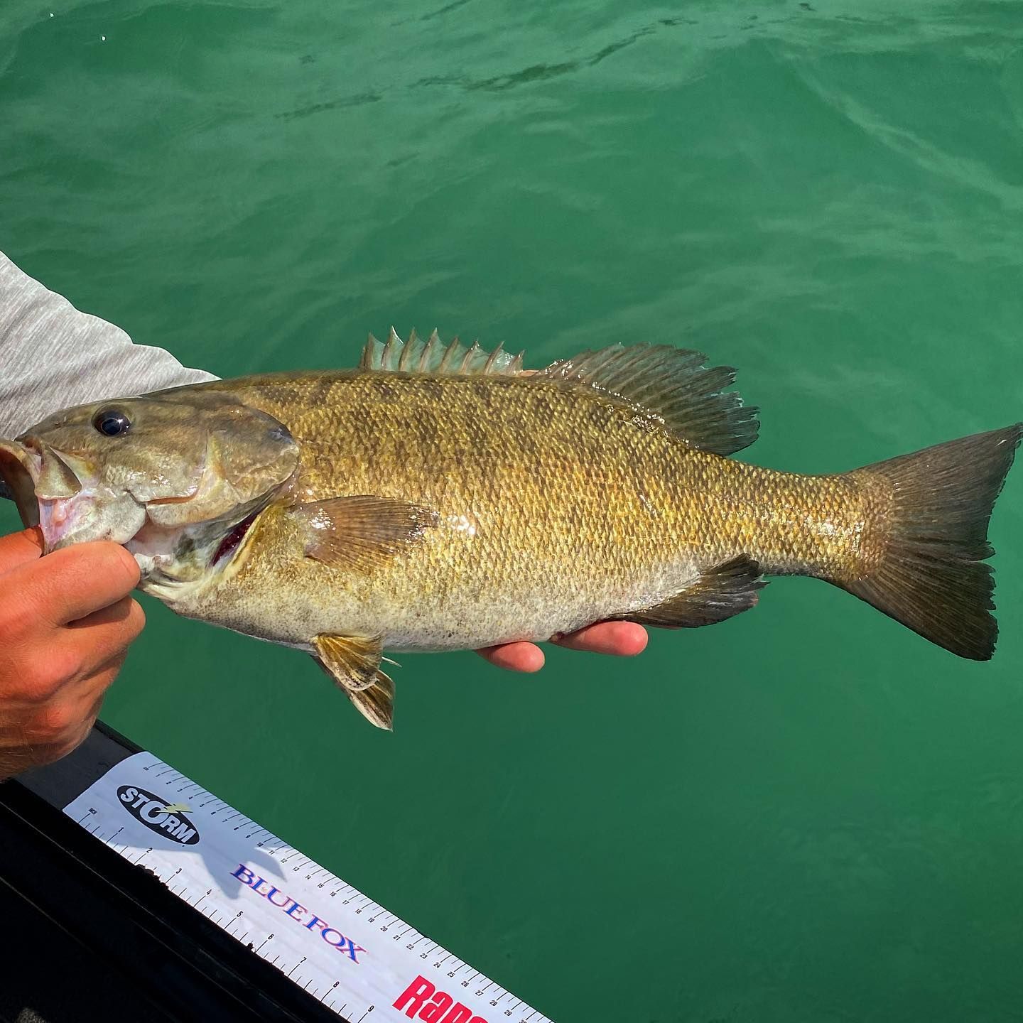 A person is holding a fish in front of a ruler that says rapala on it