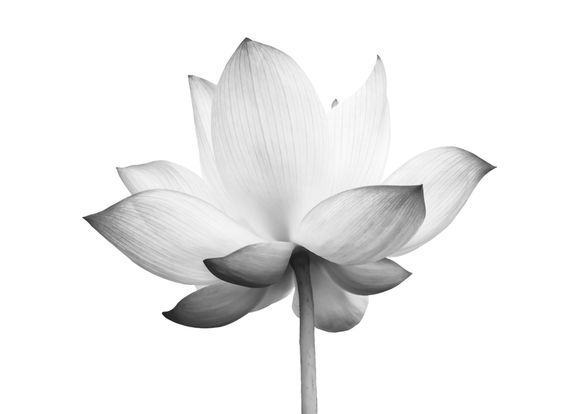 Pink orchid blossom beside a stack of smooth black spa stones on a white background.