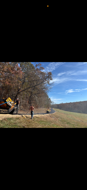 Person standing near a tree, blue sky, forest in the distance.