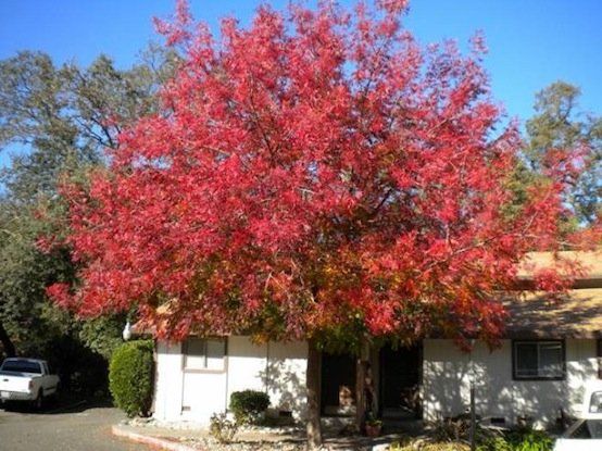 Forest Creek exterior