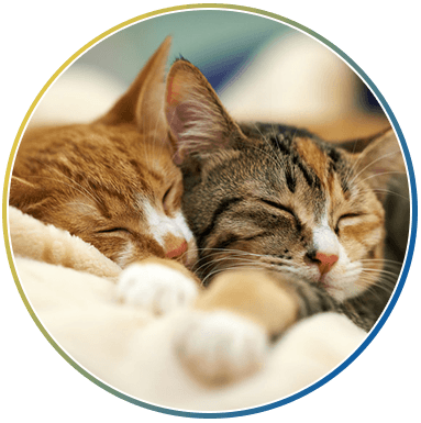 Sleeping cats