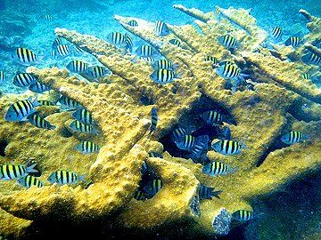 Snorkel, fish, Punta Placer