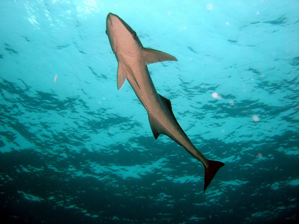 Diving  - Shark
