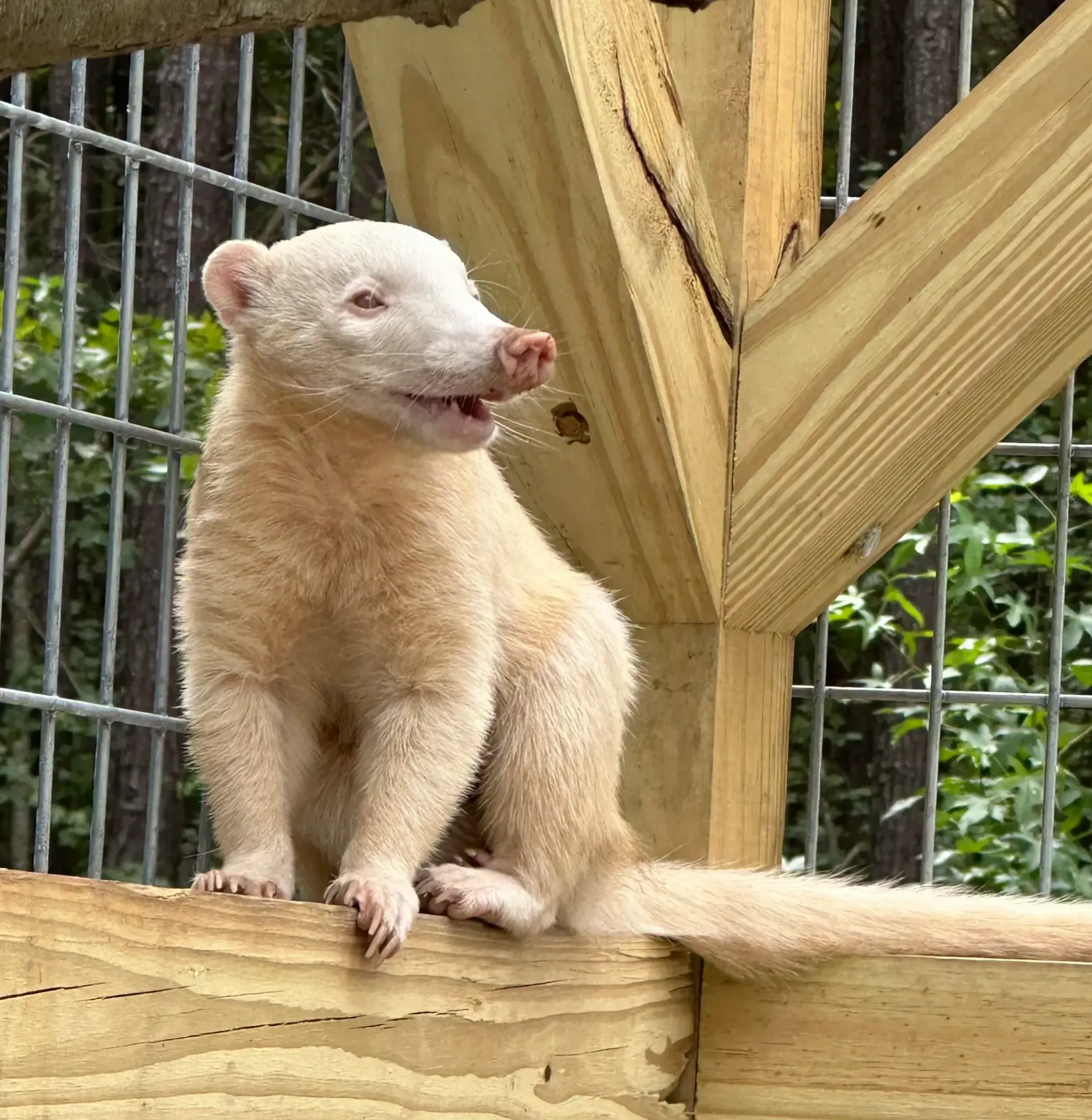 Light tan small primate sitting on a wooden platform, looking left in an outdoor enclosure.
