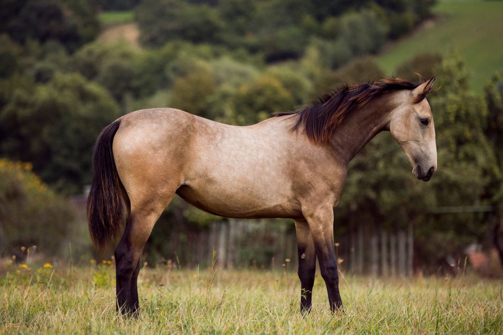 A Brown Horse Is Standing In A Grassy Field — Prostoc In Gladstone, NSW