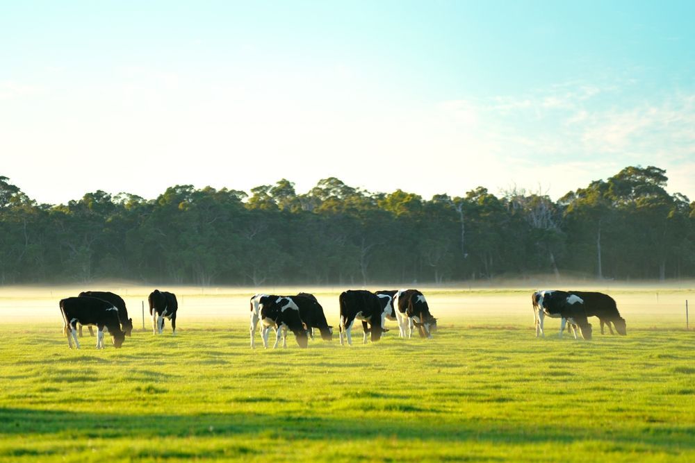 Herd Of Cows Grazing In A Field With Trees In The Background — Prostoc In Bellbrook, NSW