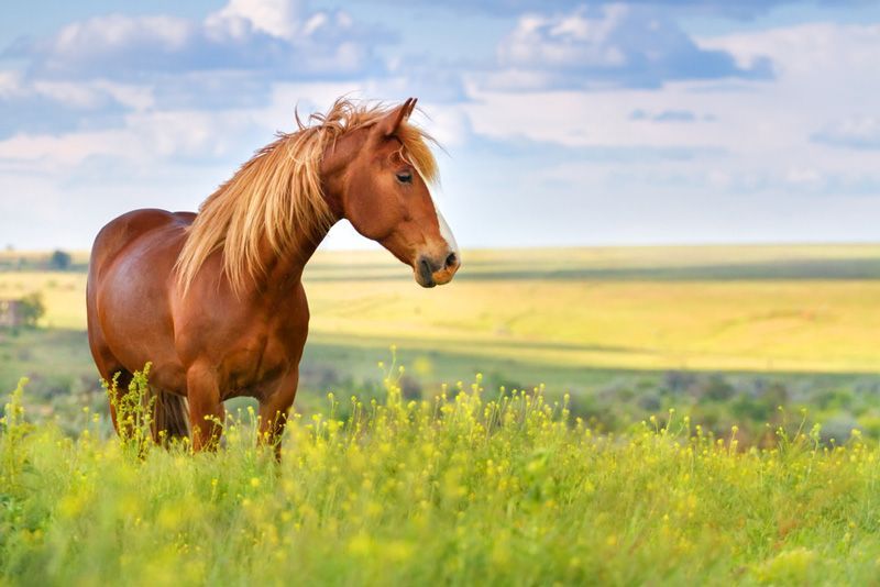A Brown Horse is Standing in a Field of Tall Grass — Prostoc In Port Macquarie, NSW