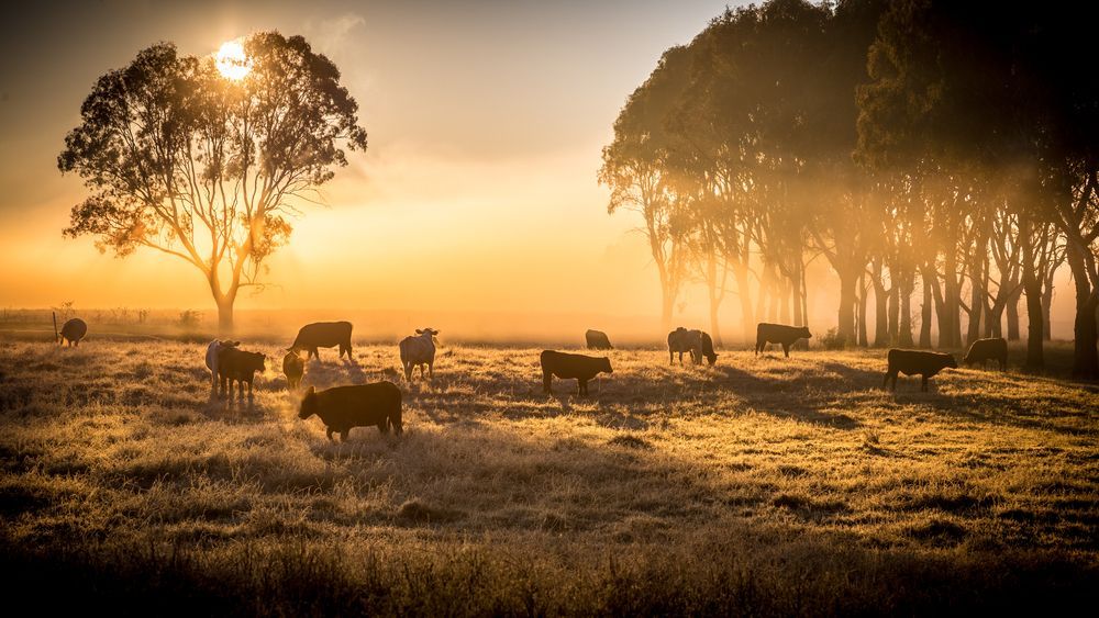 A Herd Of Cows Grazing In A Field At Sunset — Prostoc in Kempsey, NSW