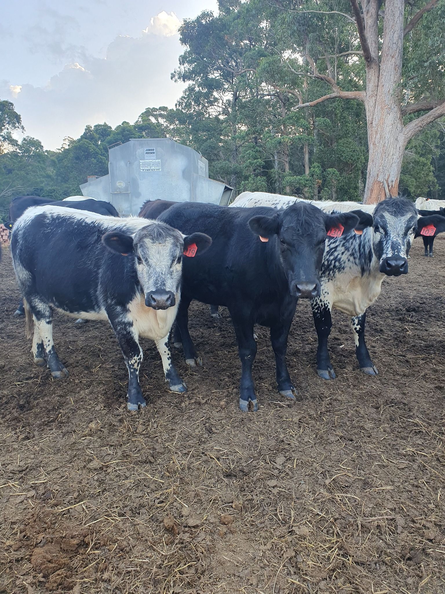 A Herd Of Cows Standing Next To Each Other In A Field — Prostoc In Port Macquarie, NSW