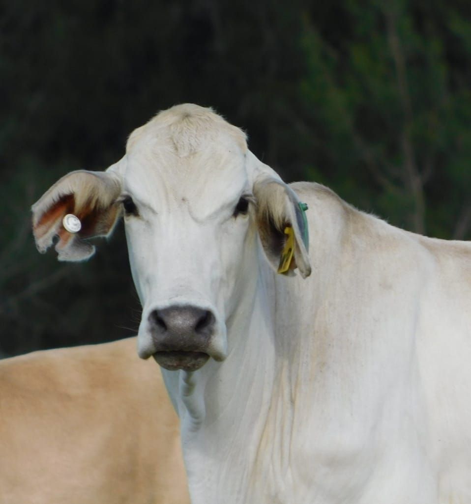 A White Cow With A Tag On Its Ear — Prostoc In Willawarrin, NSW