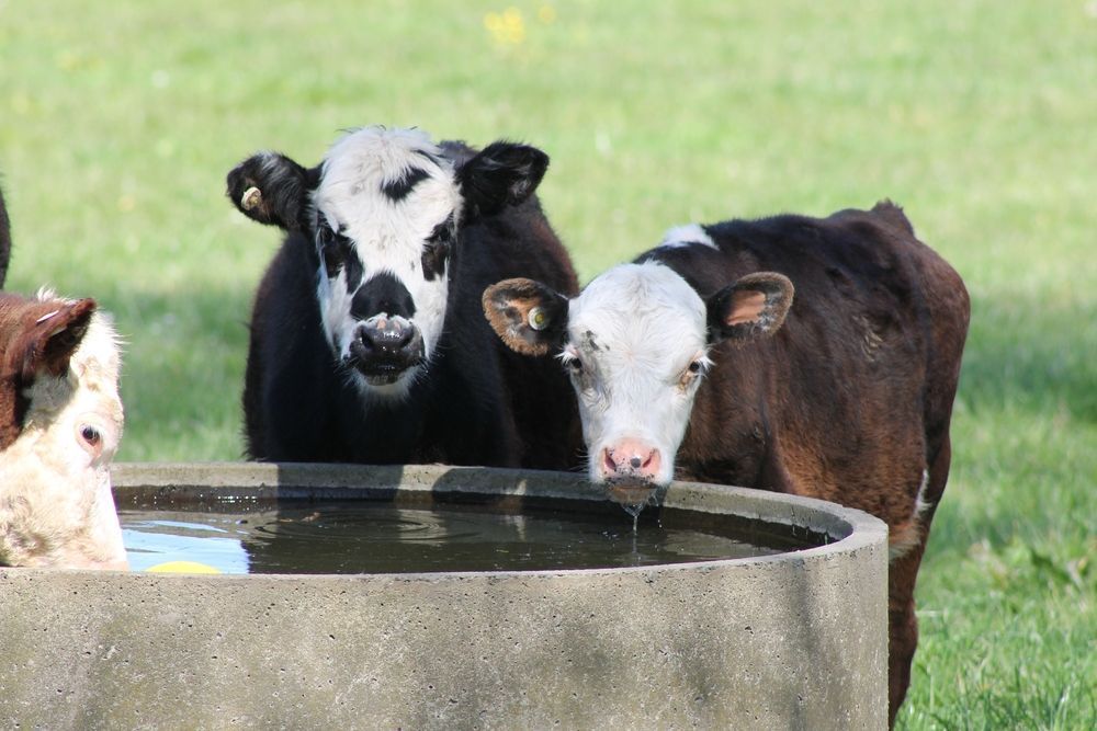 A Group Of Cows Are Drinking Water From A Concrete Bowl — Prostoc In Bellingen, NSW