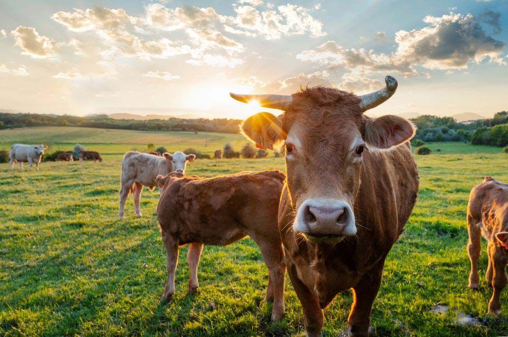 Herd of Cows in Field — Prostoc In Wauchope, NSW
