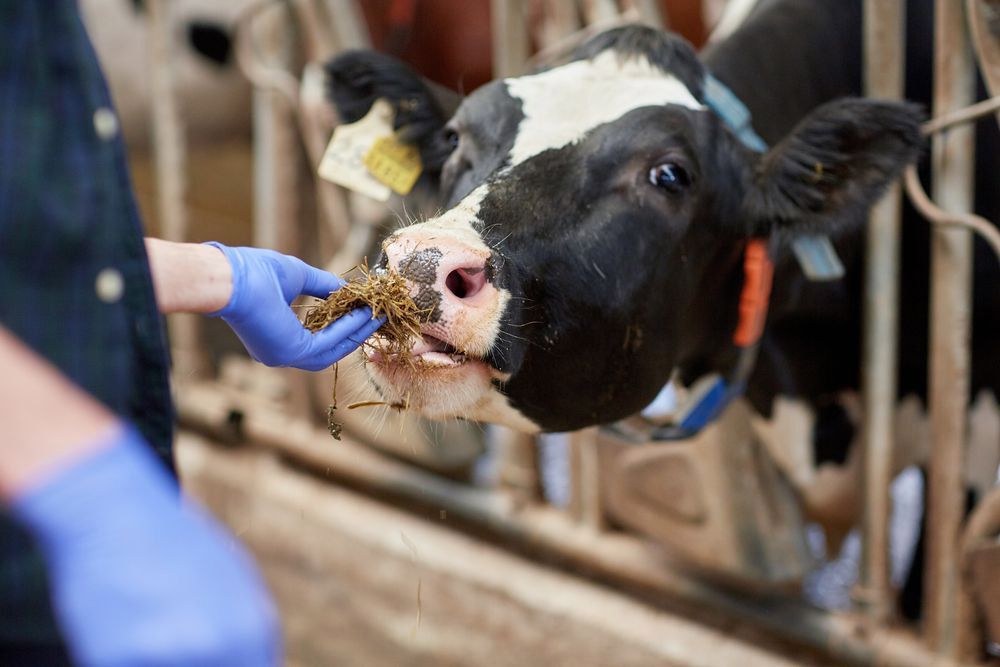 Farmer Giving Food To The Cow — Prostoc In Bellingen, NSW