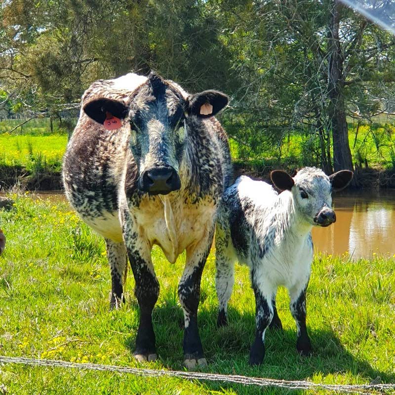 Mother And Child Cow — Prostoc in Kempsey, NSW