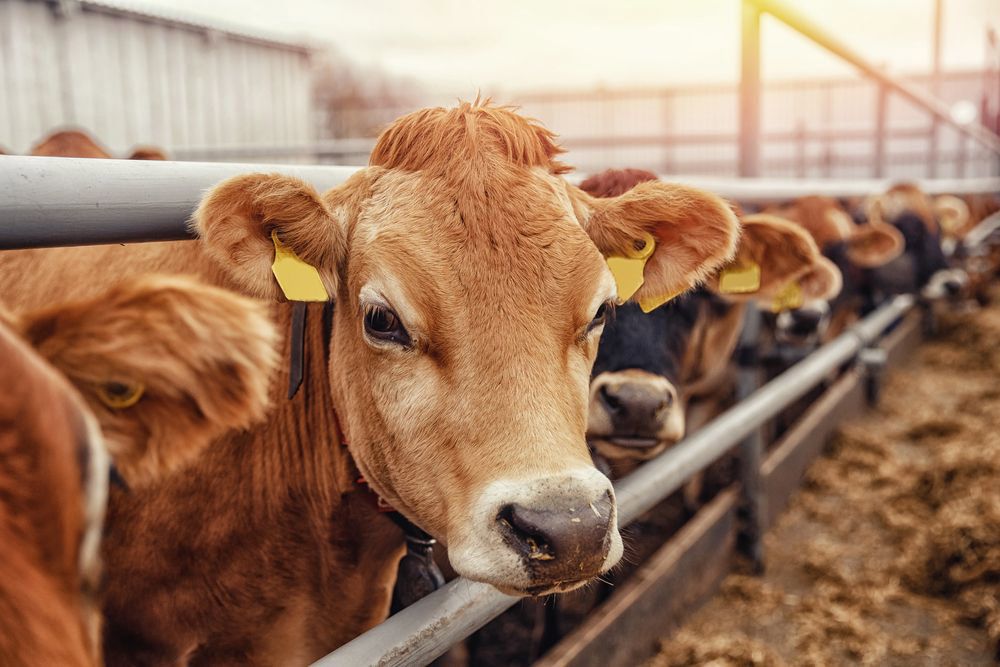 A Herd Of Cows Standing In A Pen Looking At The Camera — Prostoc In Port Macquarie, NSW