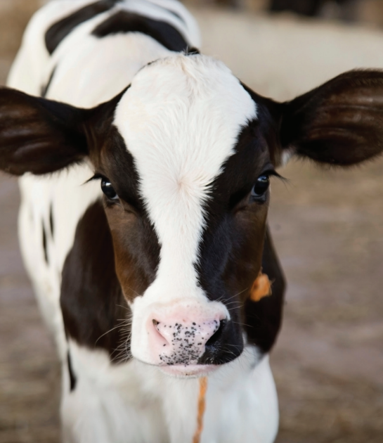 A Close Up Of A Brown And White Cow Looking At The Camera — Prostoc in Kempsey, NSW
