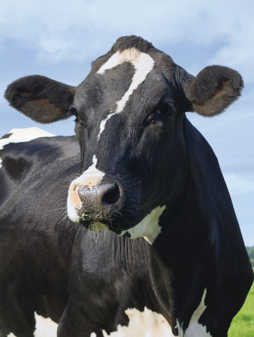 The Face Of A Large Black And White Cow — Prostoc in Kempsey, NSW