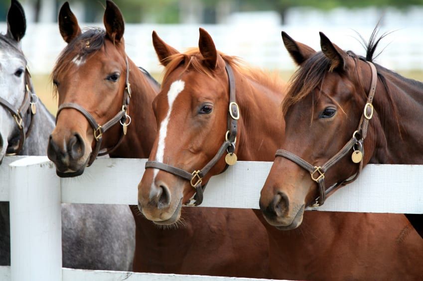 Color Shot Of Some Horses In A Stable — Prostoc in Kempsey, NSW