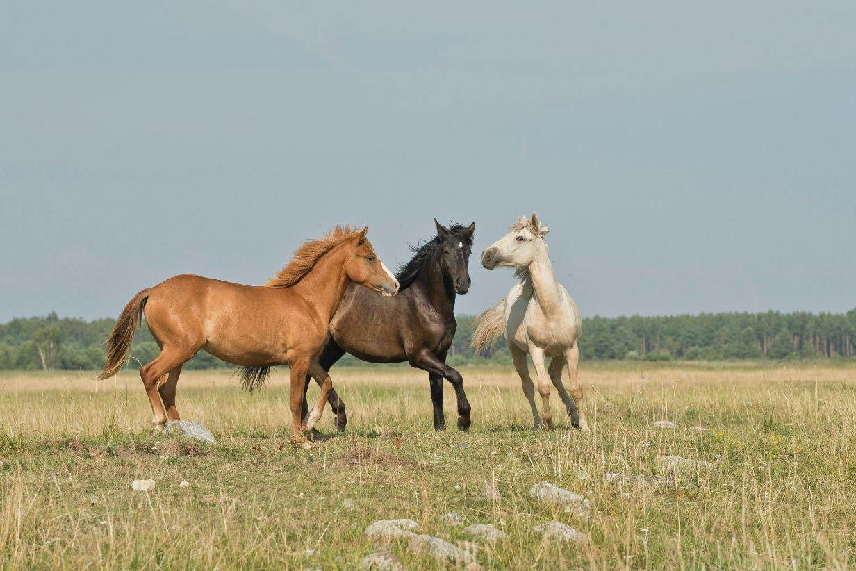 Three Horses On Green Ground — Prostoc In Port Macquarie, NSW